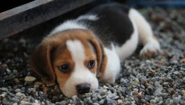 animal-beagle-canine-460823
